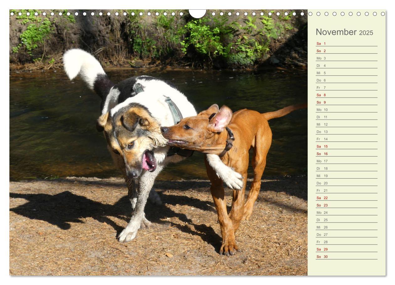 Bild: 9783383937415 | Rhodesian Ridgeback - Jung, wild, zuckersüß (Wandkalender 2025 DIN...