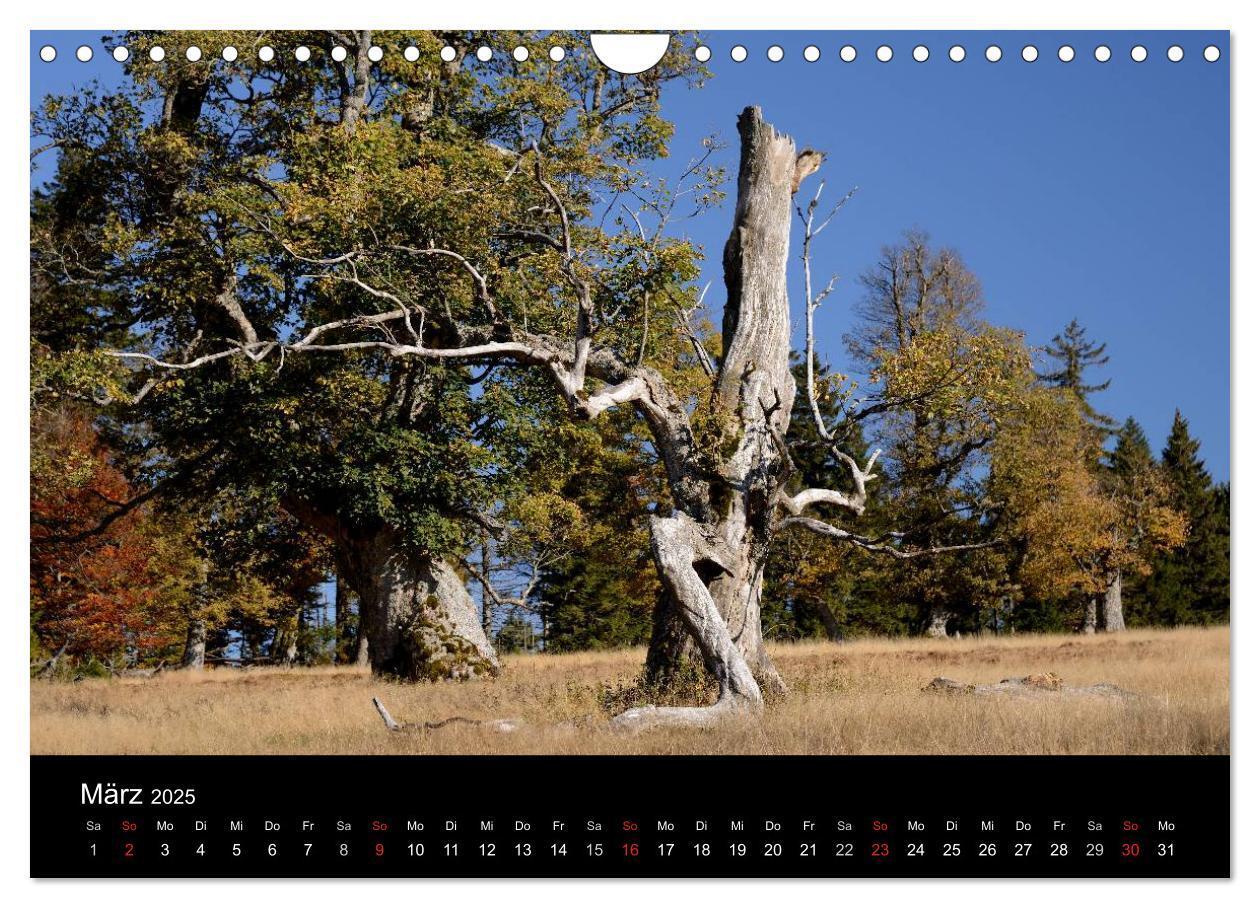 Bild: 9783435520114 | Zauberhafter Bayerischer Wald (Wandkalender 2025 DIN A4 quer),...