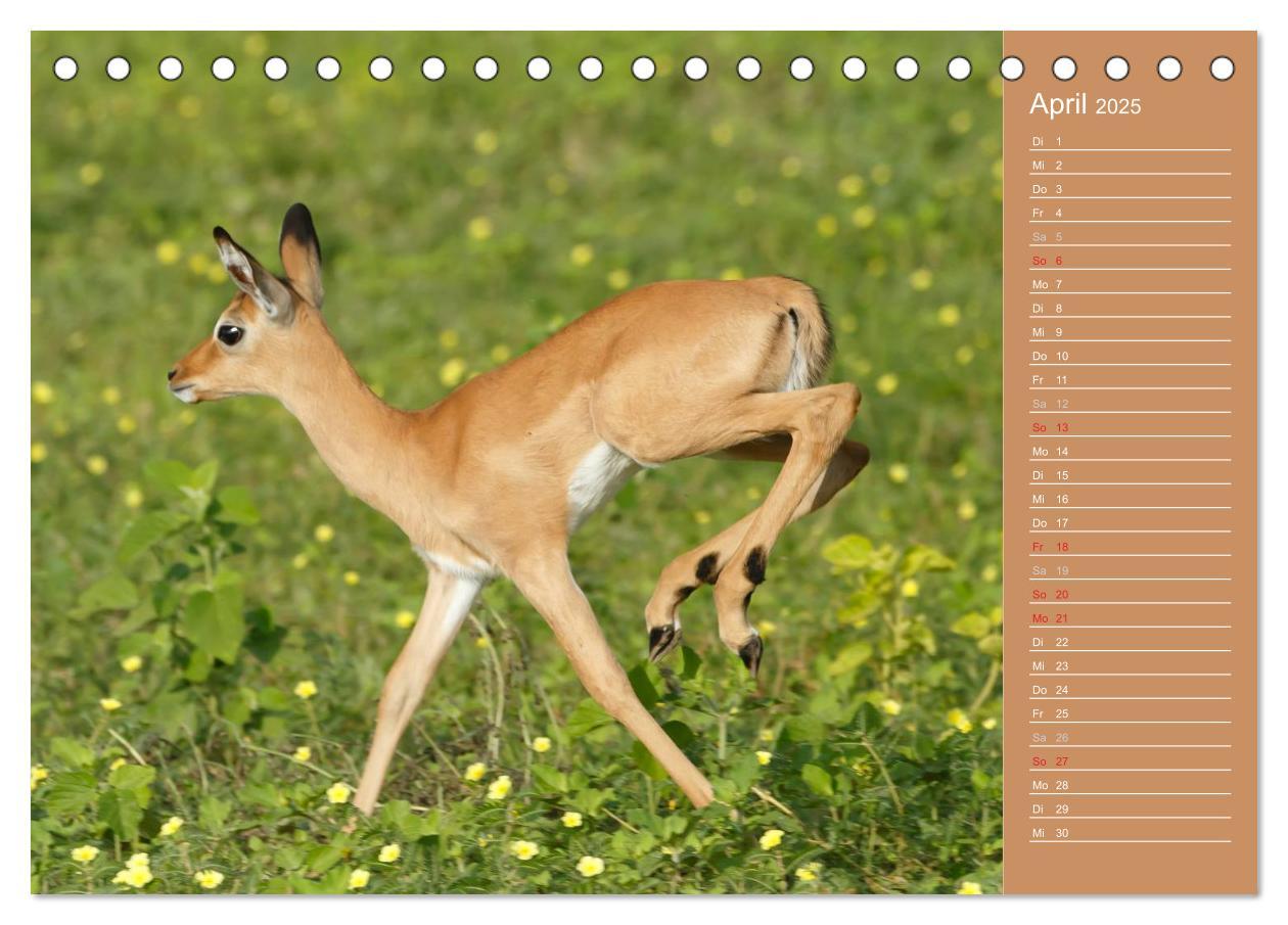 Bild: 9783435669837 | Afrika - Faszinierende Tierwelt (Tischkalender 2025 DIN A5 quer),...