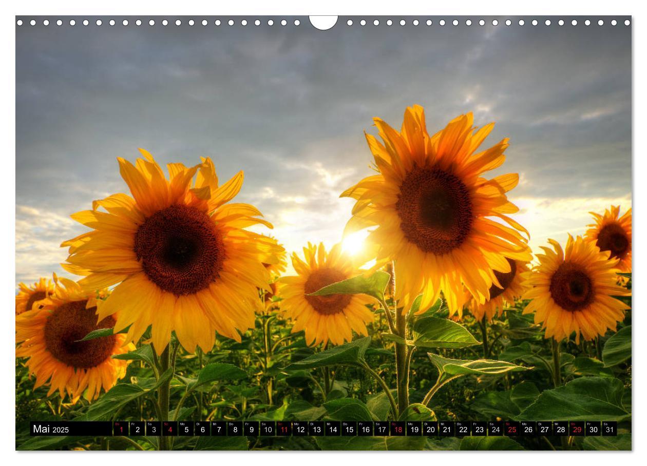 Bild: 9783435696765 | Zeit für Sonnenblumen (Wandkalender 2025 DIN A3 quer), CALVENDO...