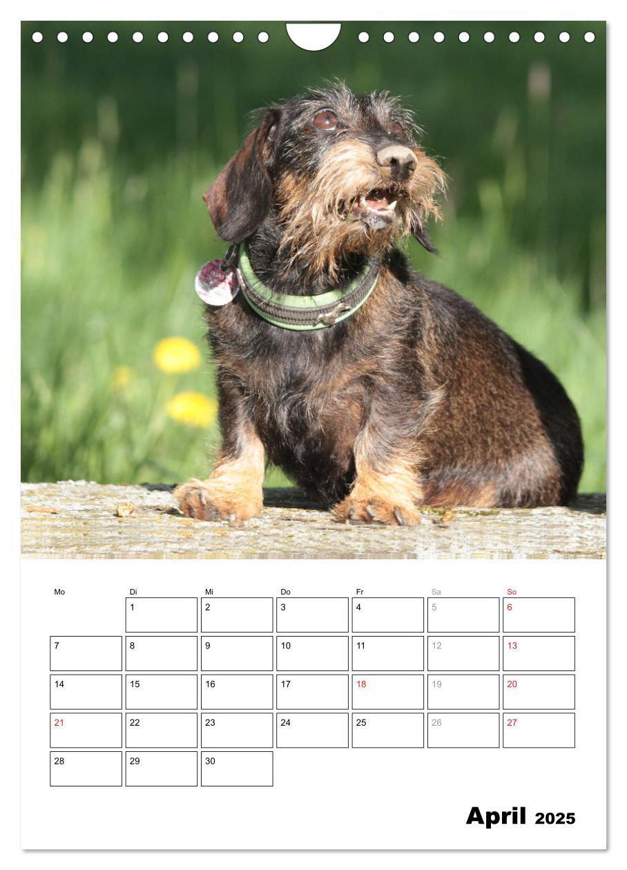 Bild: 9783457045756 | Geliebte Rabauken - Rauhaardackel (Wandkalender 2025 DIN A4 hoch),...