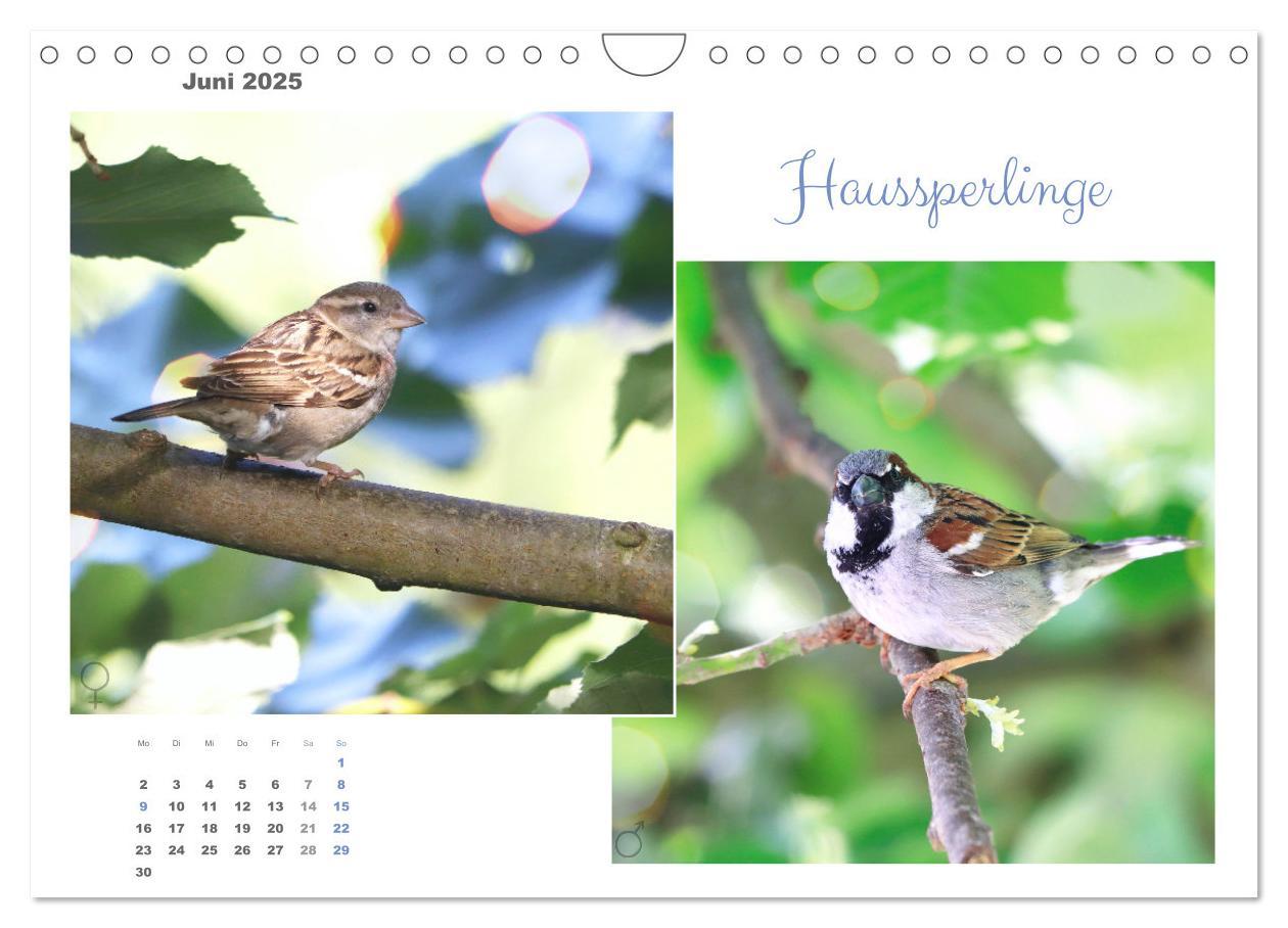 Bild: 9783435060269 | Vogel-Pärchen (Wandkalender 2025 DIN A4 quer), CALVENDO Monatskalender