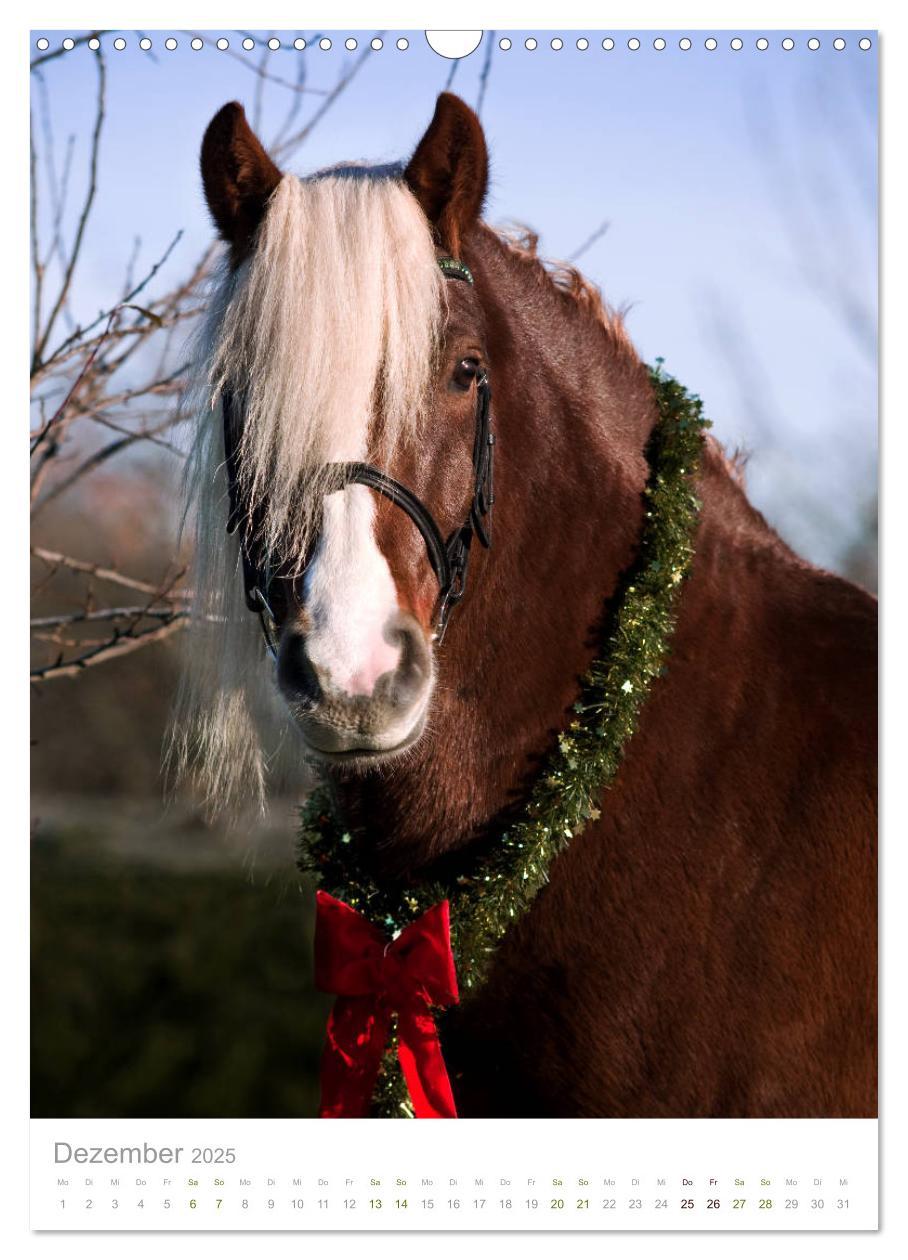 Bild: 9783435980871 | Schwarzwälder Kaltblut Pferde im Portrait (Wandkalender 2025 DIN A3...