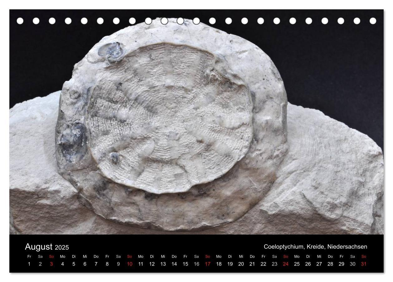 Bild: 9783435770205 | Fossilien - Zeugen der Urzeit (Tischkalender 2025 DIN A5 quer),...