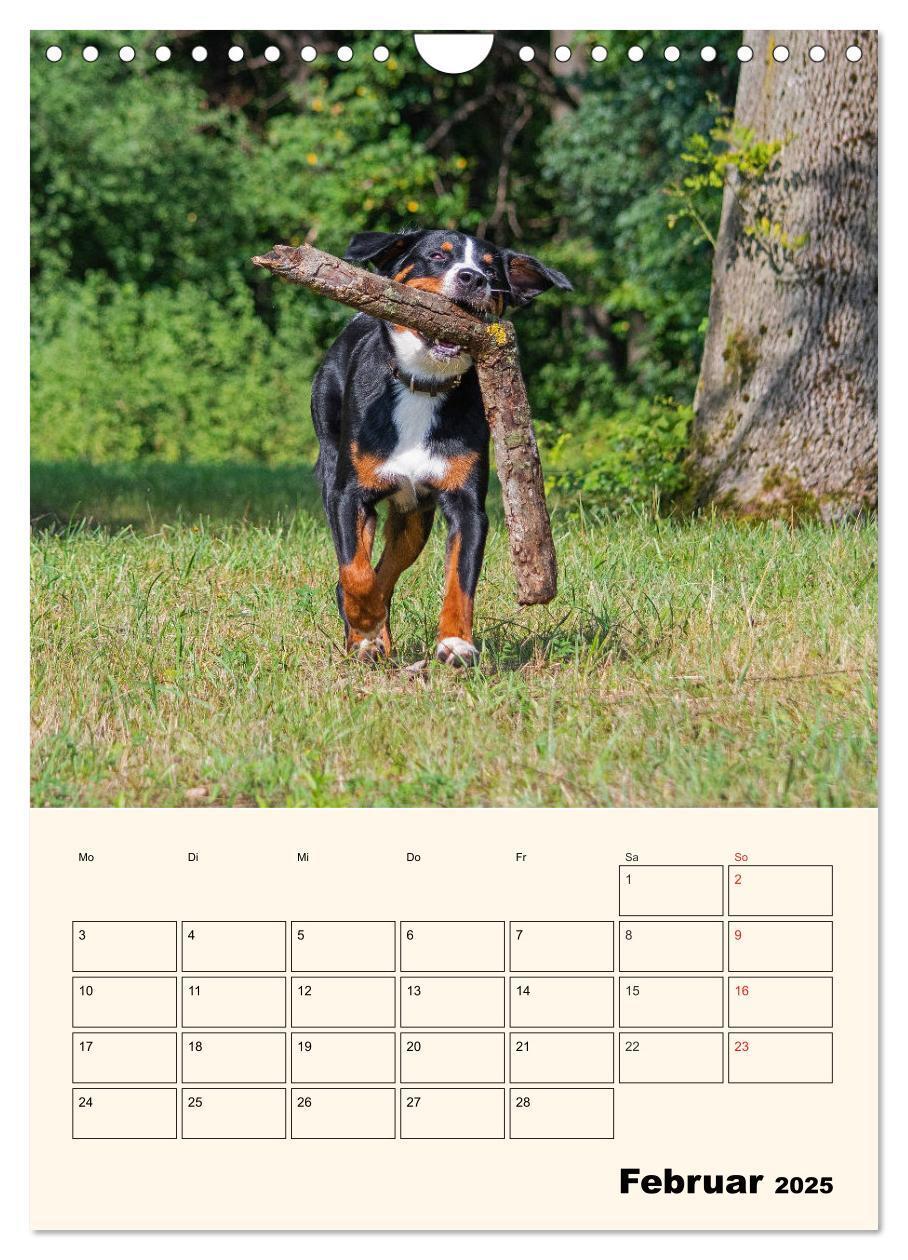 Bild: 9783435936939 | Appenzeller Sennenhund - Mit Plan durch das Jahr (Wandkalender 2025...