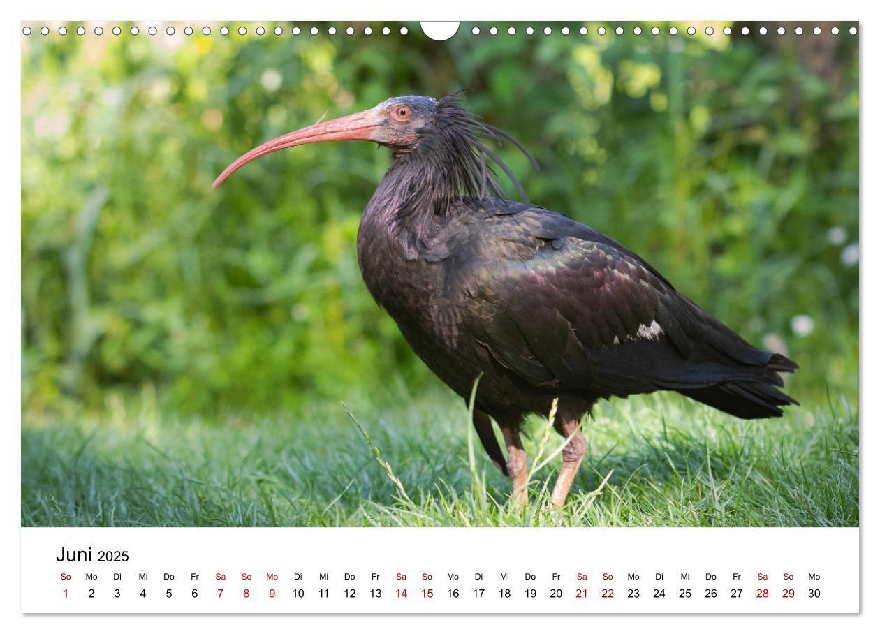 Bild: 9783435136421 | Der Waldrapp - Ein skurriler Vogel (Wandkalender 2025 DIN A3 quer),...