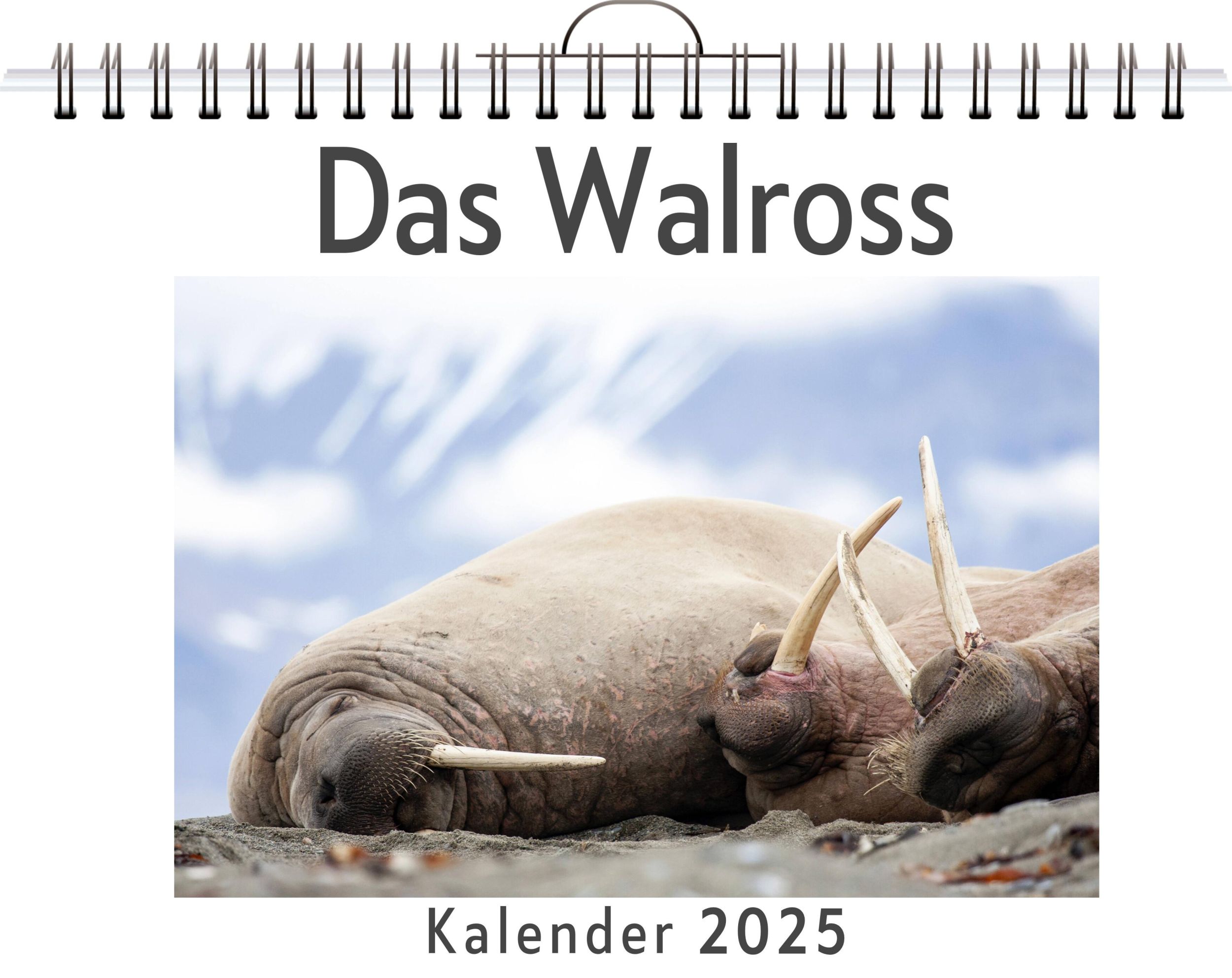 Cover: 9783759120304 | Das Walross | Lina König | Kalender | Kalender | 14 S. | Deutsch