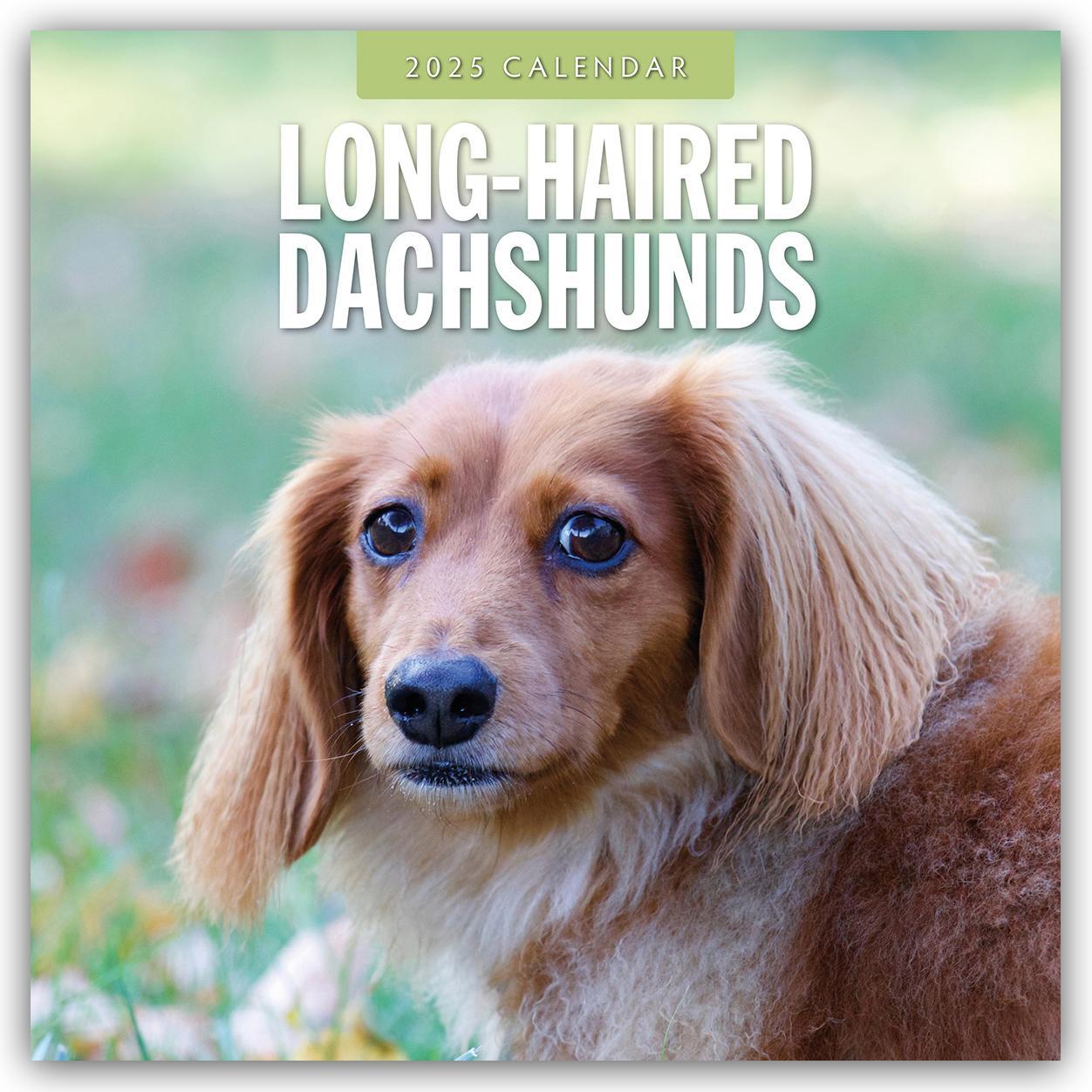 Cover: 9781804424841 | Long-Haired Dachshunds - Langhaardackel 2025 - 16-Monatskalender | Red