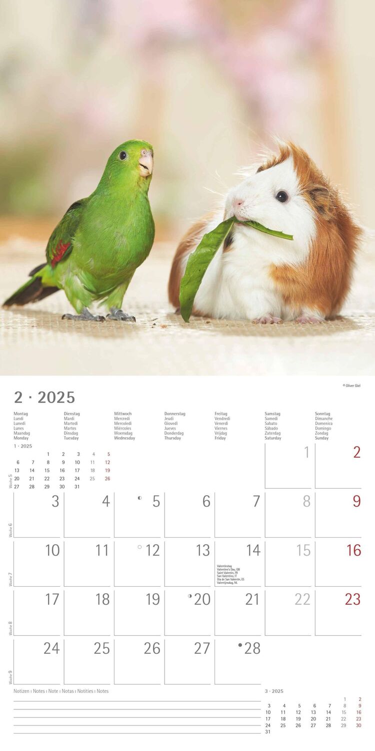 Bild: 4251732340780 | Tierfreundschaften 2025 - Broschürenkalender 30x30 cm (30x60...