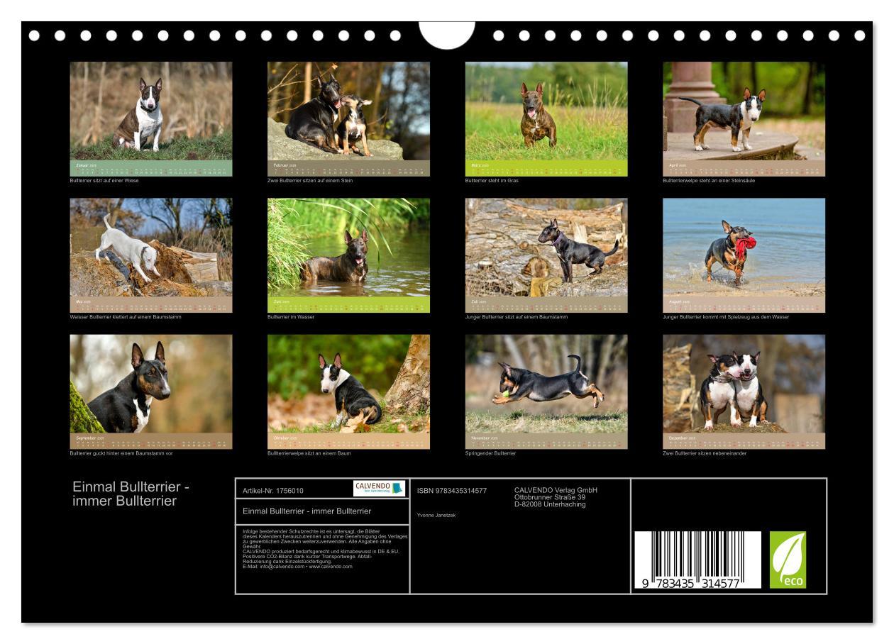 Bild: 9783435314577 | Einmal Bullterrier - immer Bullterrier (Wandkalender 2025 DIN A4...