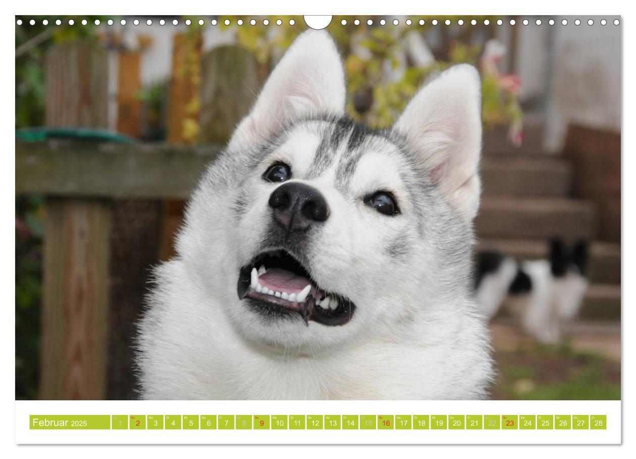 Bild: 9783435747856 | Siberian Husky - der Urtyp (Wandkalender 2025 DIN A3 quer),...