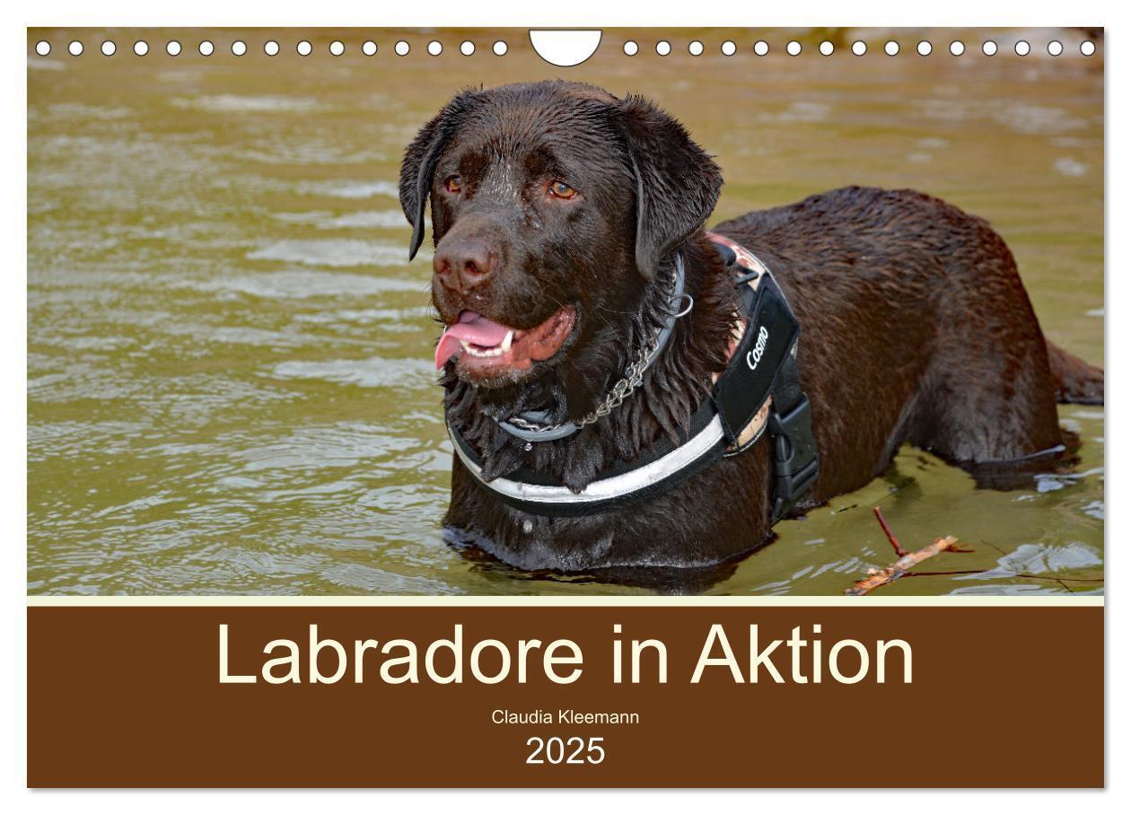 Cover: 9783435048229 | Labradore in Aktion (Wandkalender 2025 DIN A4 quer), CALVENDO...