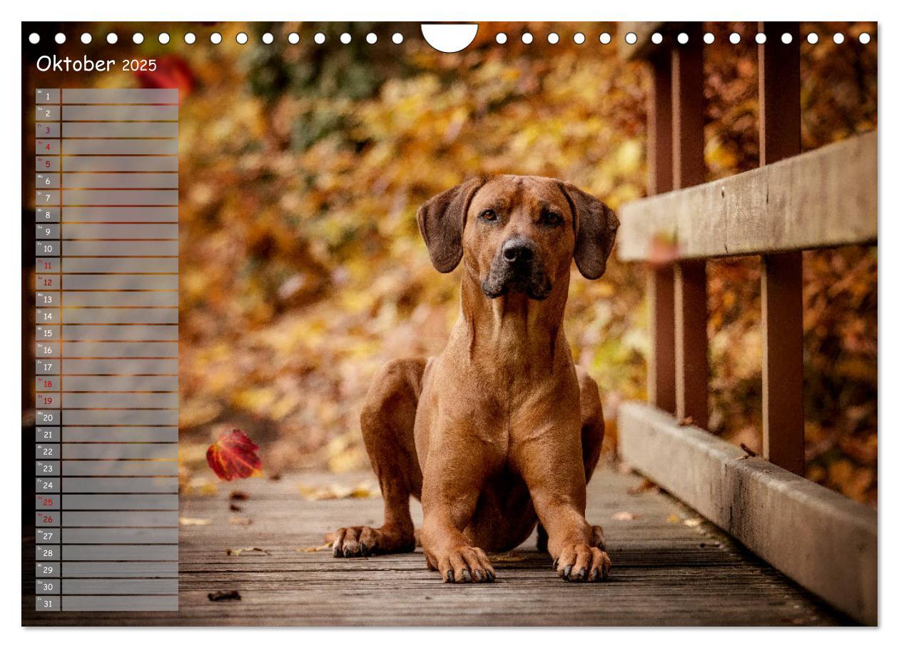 Bild: 9783435358625 | Rhodesian Ridgeback - Herzen auf vier Pfoten (Wandkalender 2025 DIN...