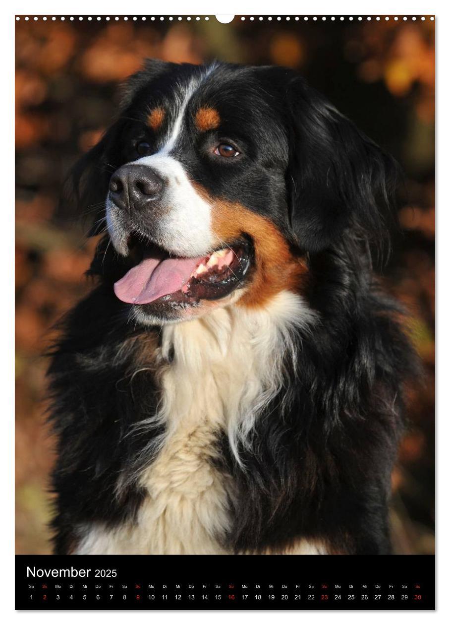 Bild: 9783457068830 | Berner Sennenhund 2025 (Wandkalender 2025 DIN A2 hoch), CALVENDO...