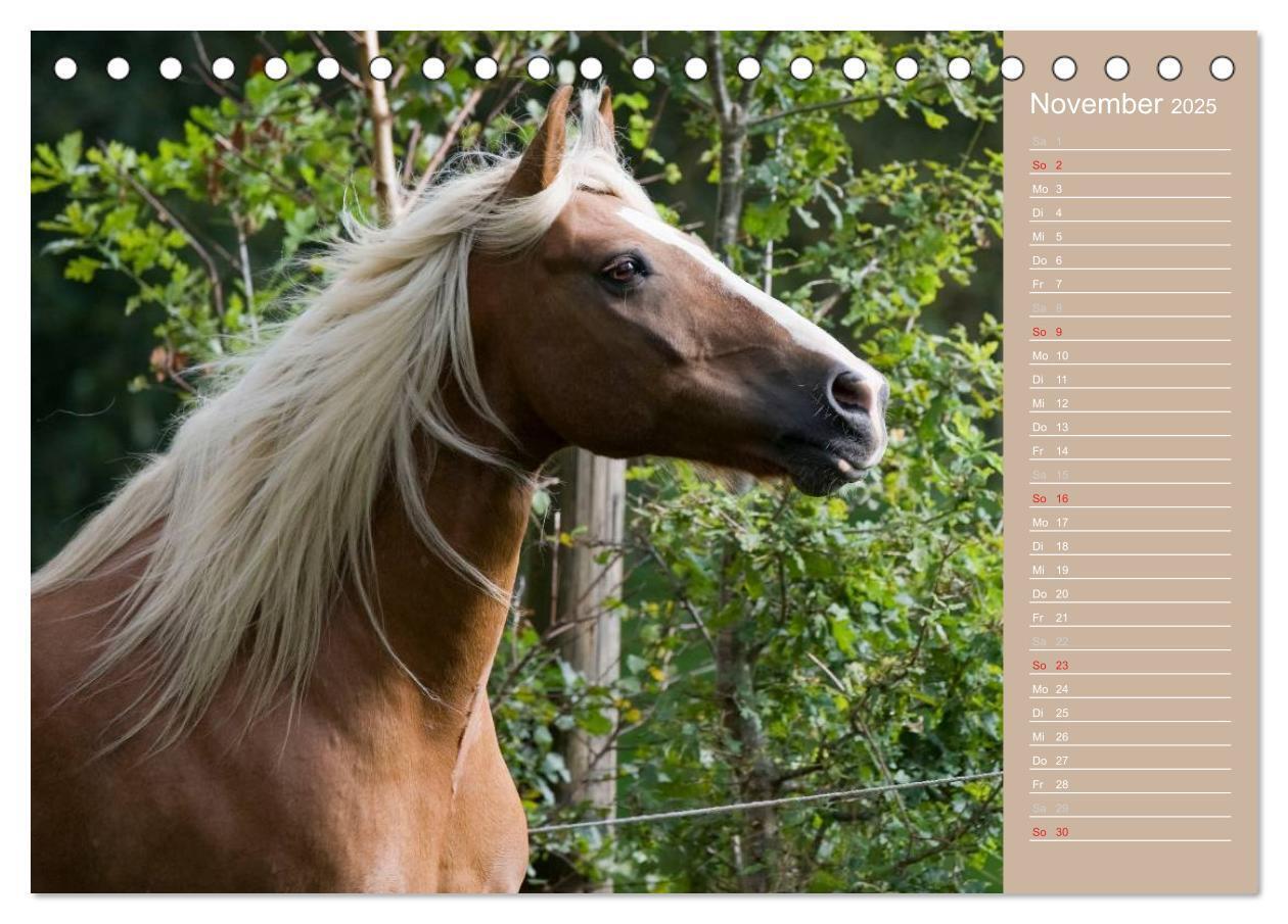 Bild: 9783435723737 | Haflinger / Geburtstagskalender (Tischkalender 2025 DIN A5 quer),...