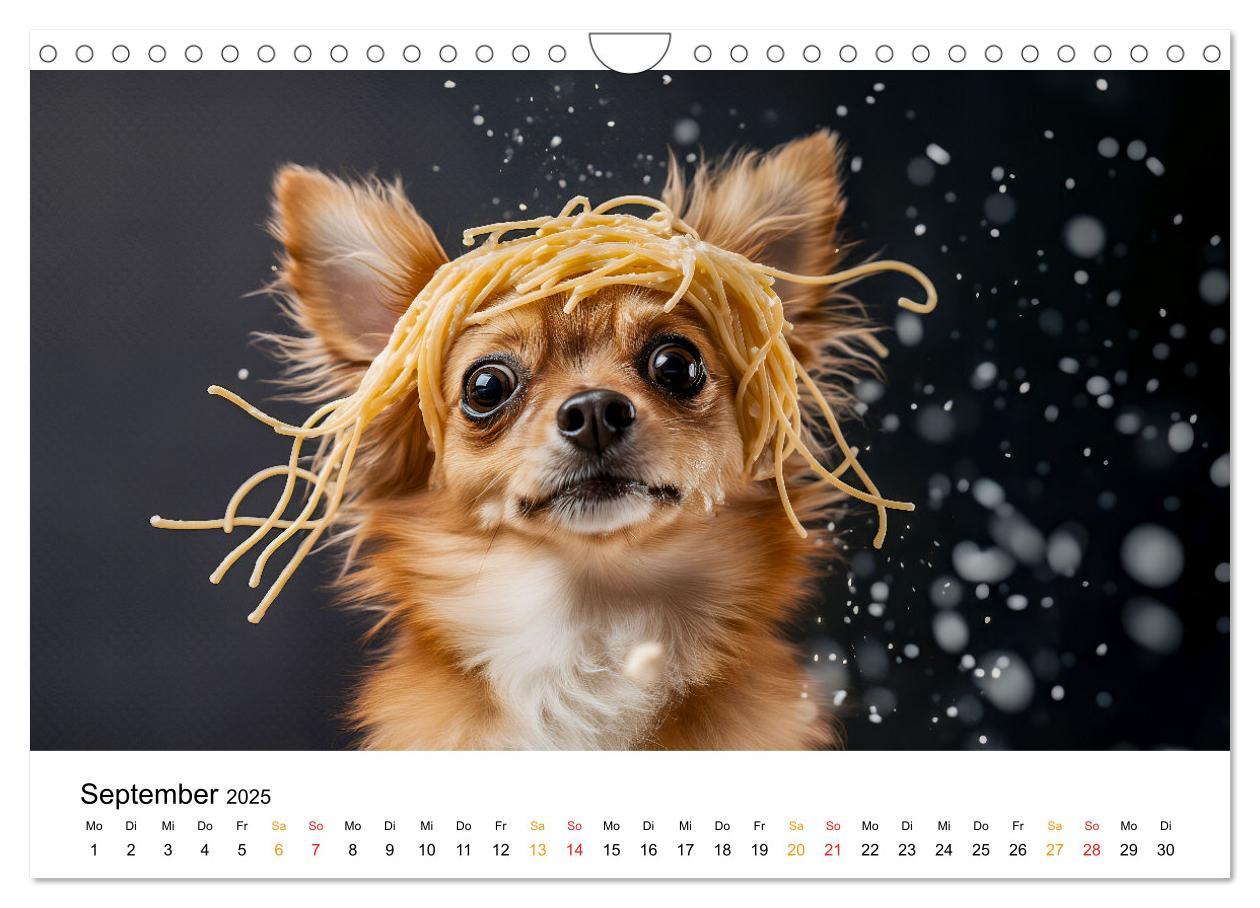 Bild: 9783457236932 | Chihuahua - kleine Energiebündel (Wandkalender 2025 DIN A4 quer),...