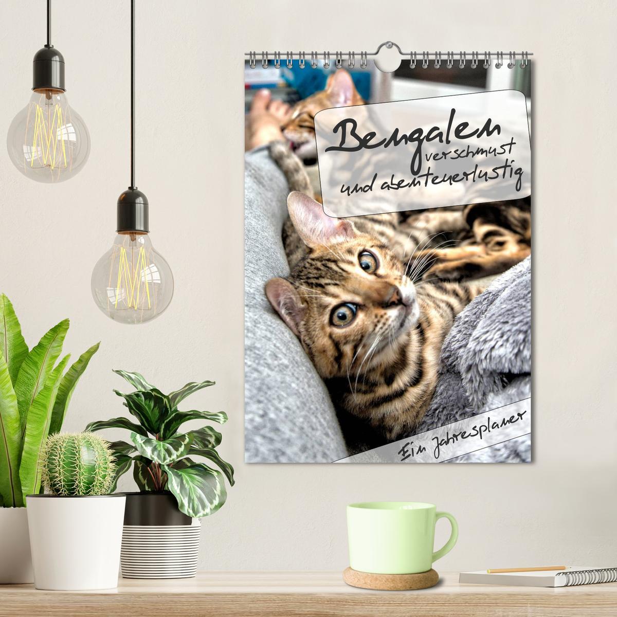 Bild: 9783435993314 | Bengalen - verschmust und abenteuerlustig (Wandkalender 2025 DIN A4...