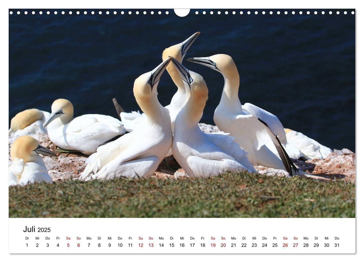 Bild: 9783435389568 | Deutsche Hochseeinsel Helgoland (Wandkalender 2025 DIN A3 quer),...