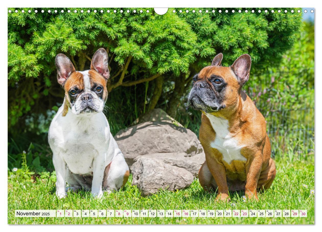 Bild: 9783457178058 | Kleine Helden - Französische Bulldoggen (Wandkalender 2025 DIN A3...