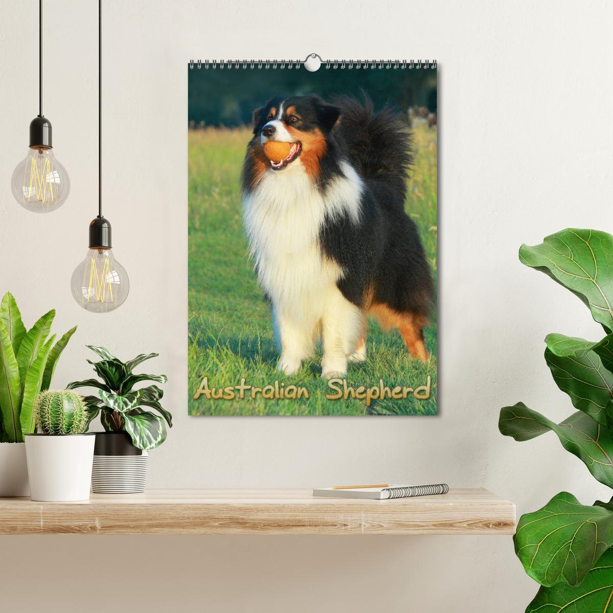 Bild: 9783457080207 | Australian Shepherd (Wandkalender 2025 DIN A3 hoch), CALVENDO...