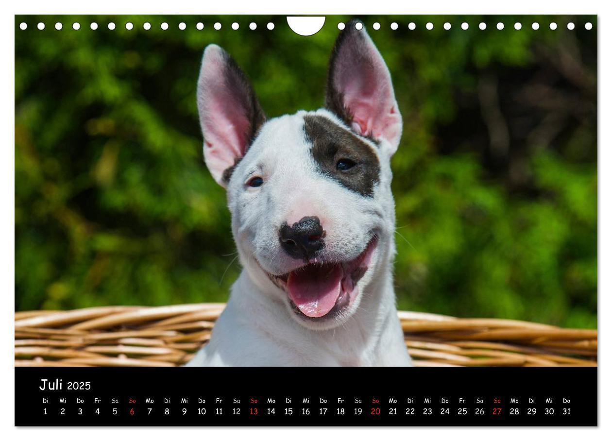 Bild: 9783435768844 | Bullterrier (Wandkalender 2025 DIN A4 quer), CALVENDO Monatskalender