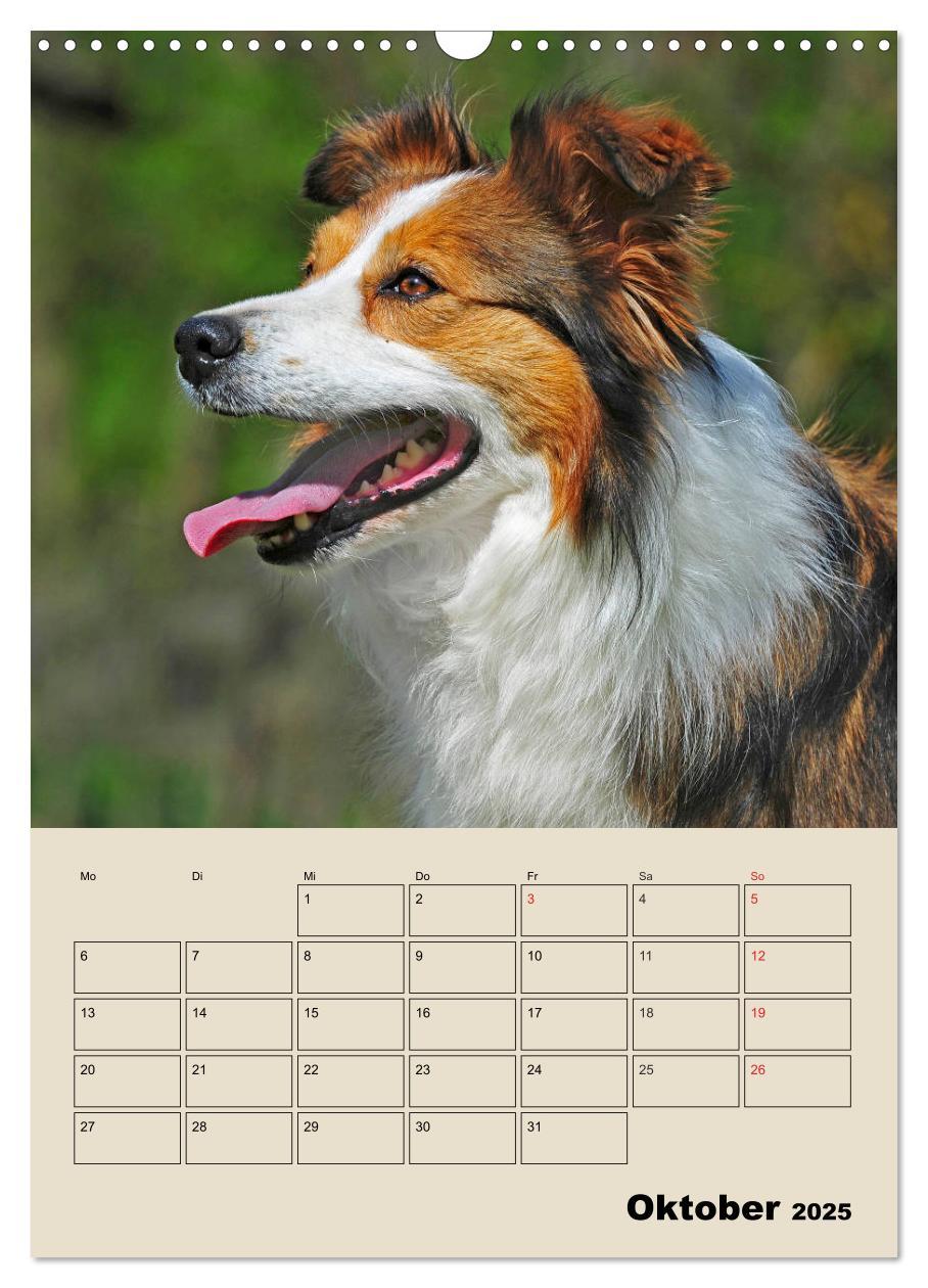 Bild: 9783435959204 | Border Collie - Ein Familienplaner (Wandkalender 2025 DIN A3 hoch),...