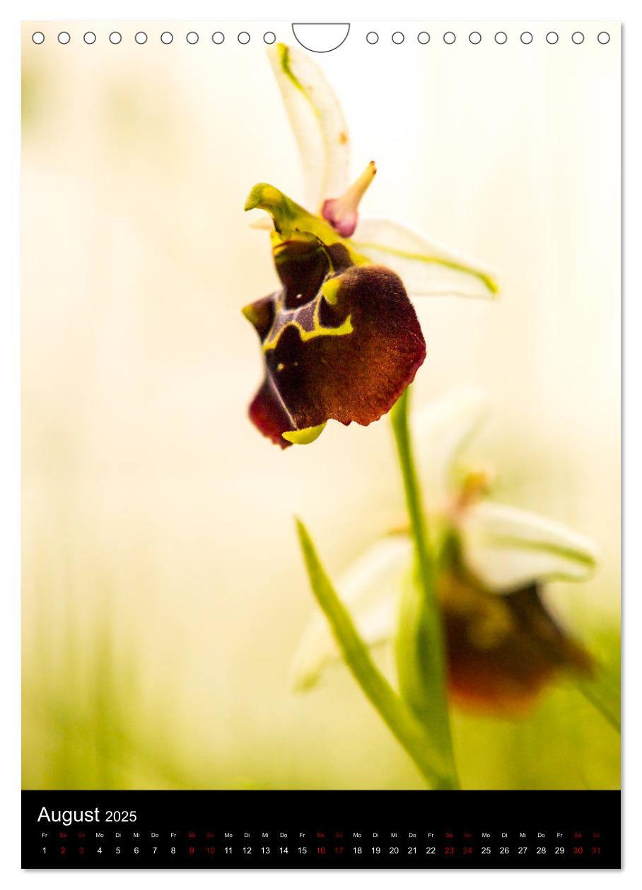 Bild: 9783435988341 | Im richtigen Licht: Wilde Orchideen in Südbayern (Wandkalender 2025...