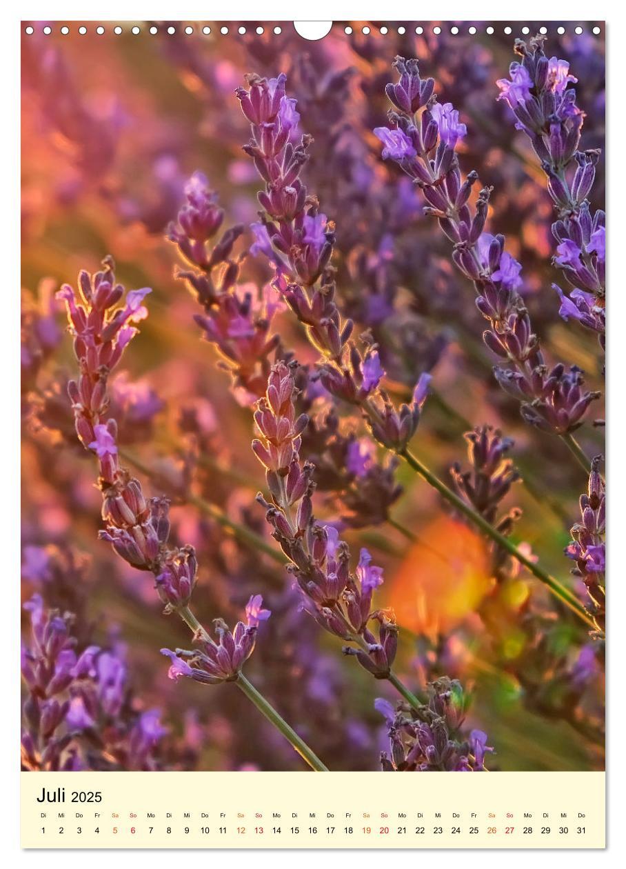 Bild: 9783435901814 | Provence Lavendel Paradies (Wandkalender 2025 DIN A3 hoch),...