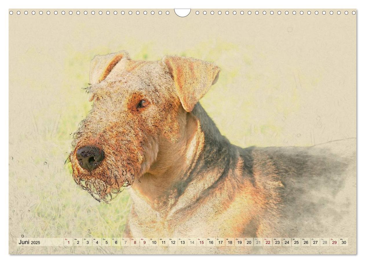 Bild: 9783435627264 | Airedale Terrier 2025 (Wandkalender 2025 DIN A3 quer), CALVENDO...