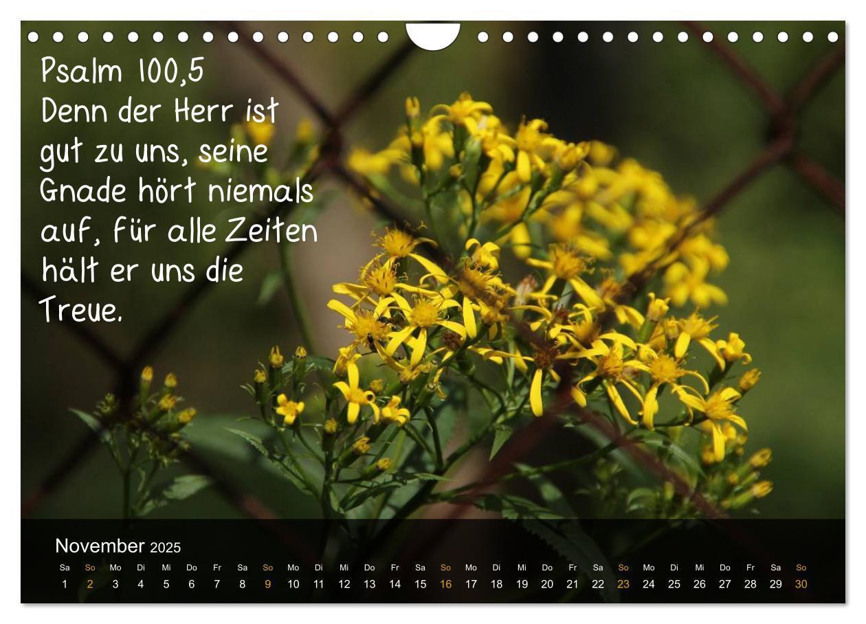 Bild: 9783435768240 | Schöpfung im Licht (Wandkalender 2025 DIN A4 quer), CALVENDO...