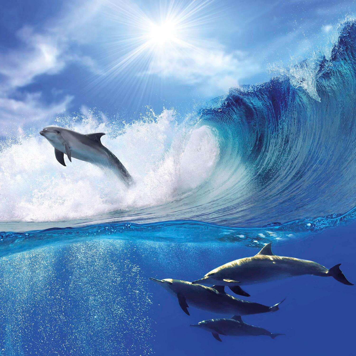 Bild: 9783959294508 | Dolphins/Delfine 2025 | Kalender 2025 | Kalender | Artwork Edition