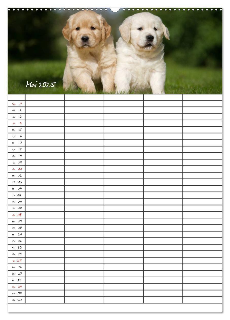 Bild: 9783457087718 | Familienplaner: Golden Retriever Welpen (Wandkalender 2025 DIN A2...