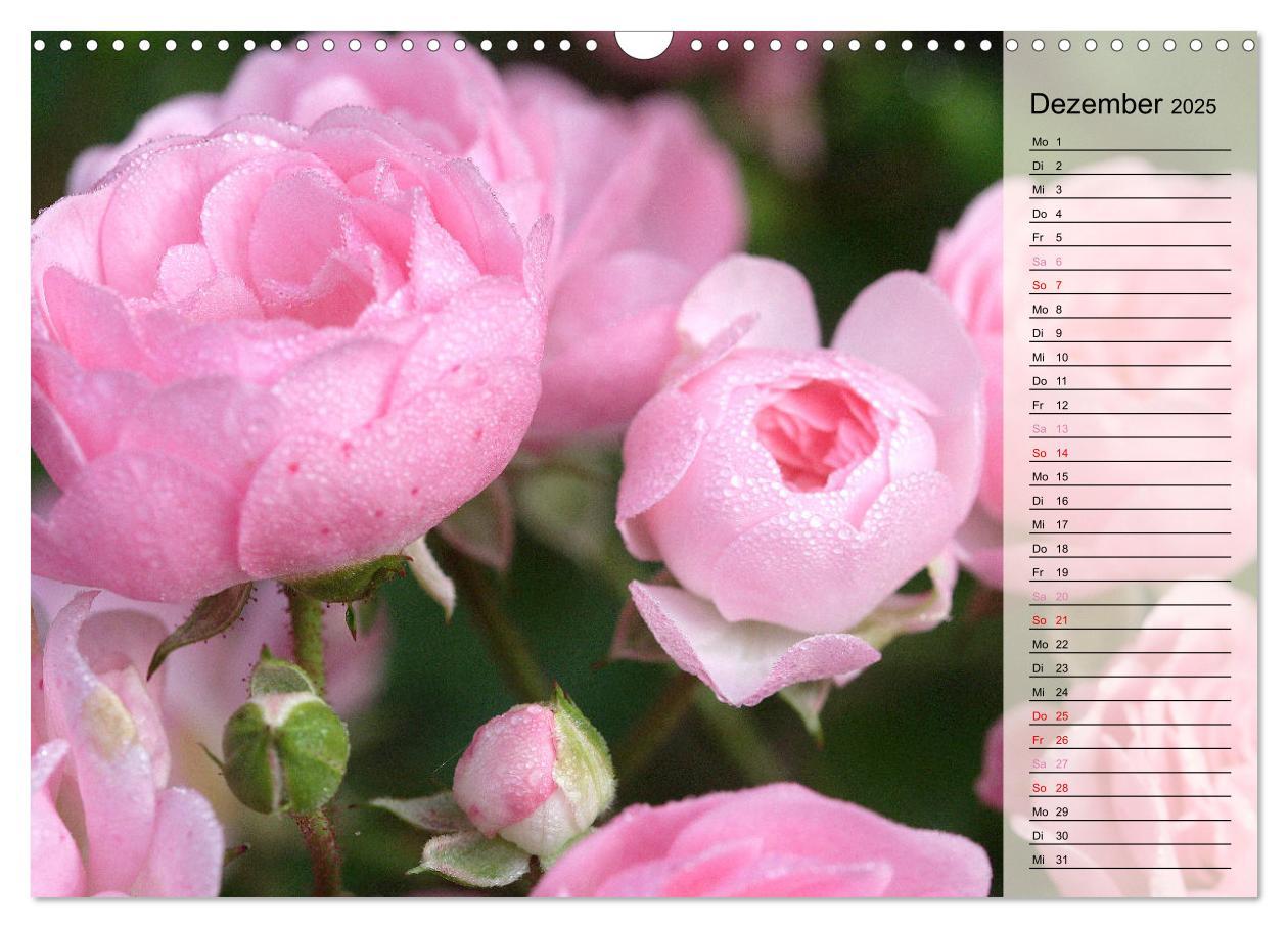 Bild: 9783457167700 | Rosensommer (Wandkalender 2025 DIN A3 quer), CALVENDO Monatskalender