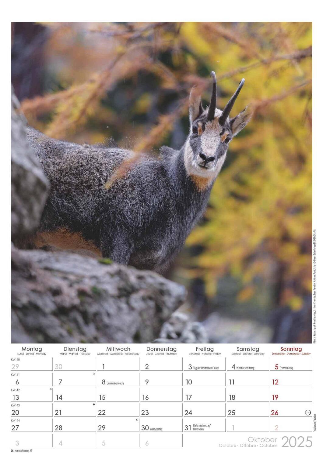 Bild: 4251732342098 | Auf der Pirsch 2025 - Bildkalender A3 (29,7x42 cm) - mit Feiertagen...