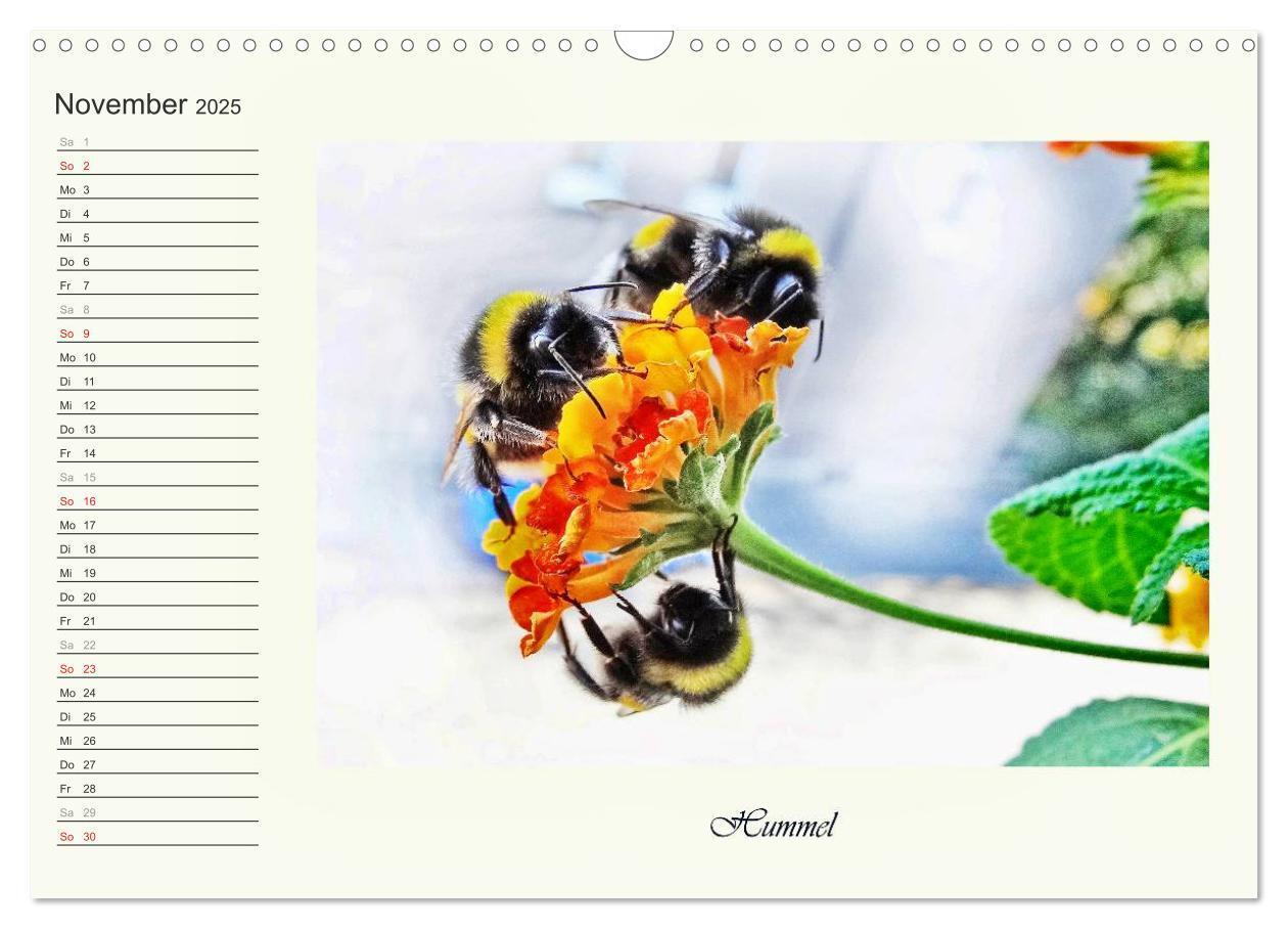 Bild: 9783435521821 | Blaue Holzbiene ¿ Hummel ¿ und Taubenschwänzchen. (Wandkalender...