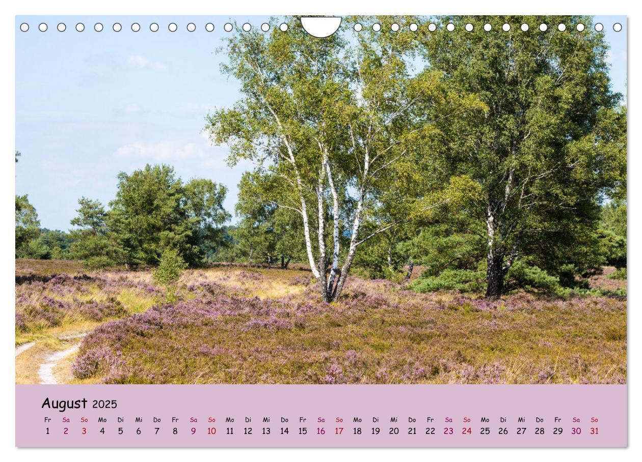 Bild: 9783435030514 | Lüneburger Heide Wege (Wandkalender 2025 DIN A4 quer), CALVENDO...