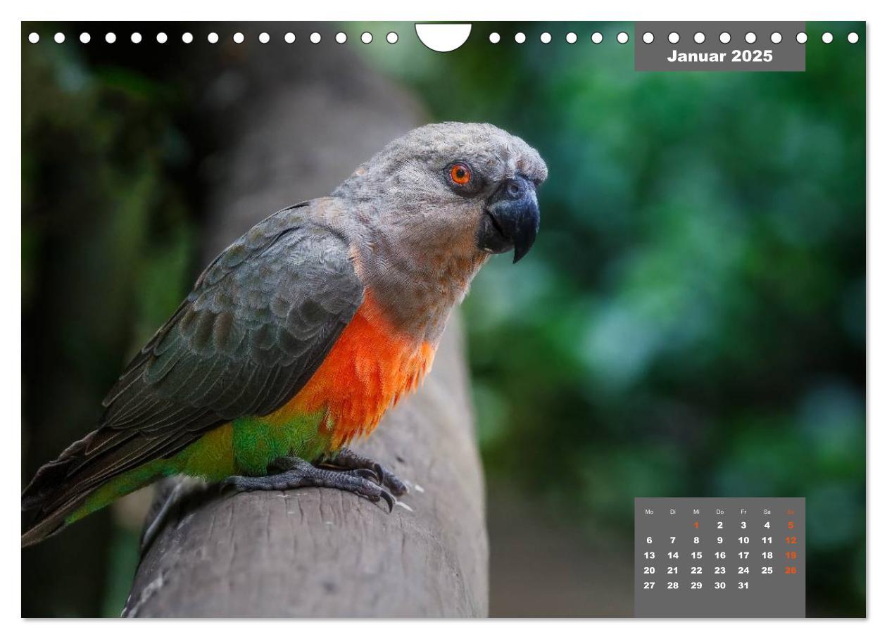 Bild: 9783435482283 | Papageien - Frech, schön und schlau (Wandkalender 2025 DIN A4...