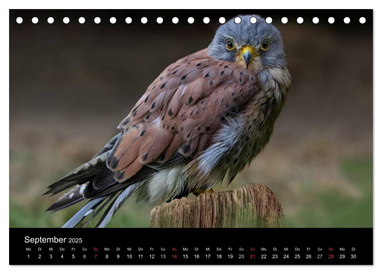 Bild: 9783435748020 | Raubvögel zum Greifen nahe (Tischkalender 2025 DIN A5 quer),...