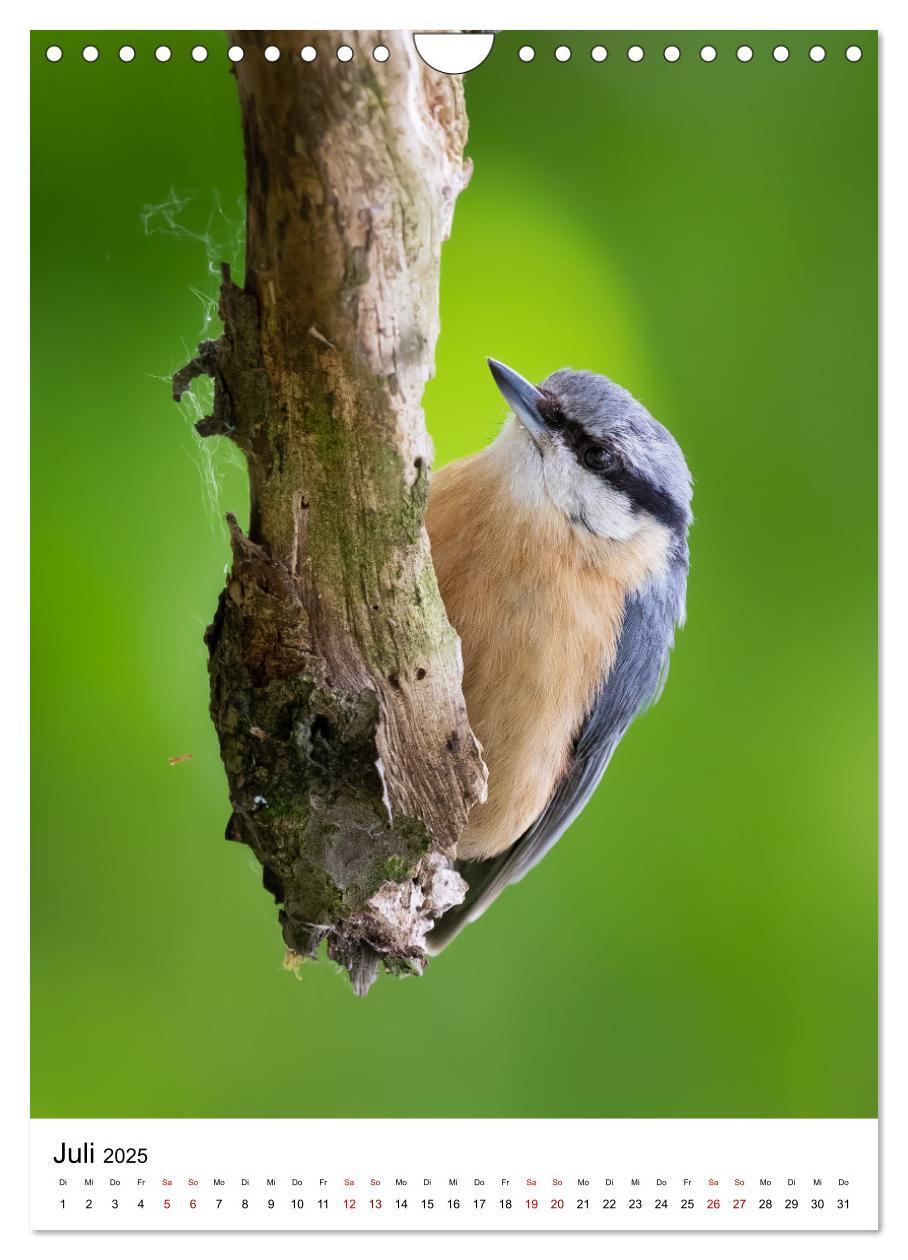 Bild: 9783435891641 | Heimische Vögel in Ihren Gärten (Wandkalender 2025 DIN A4 hoch),...