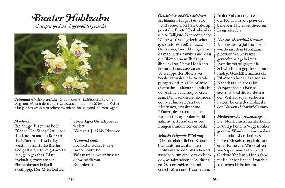 Bild: 9783710401756 | Das kleine Buch: Wildblumen auf Wiesen und Almen | Miriam Wiegele