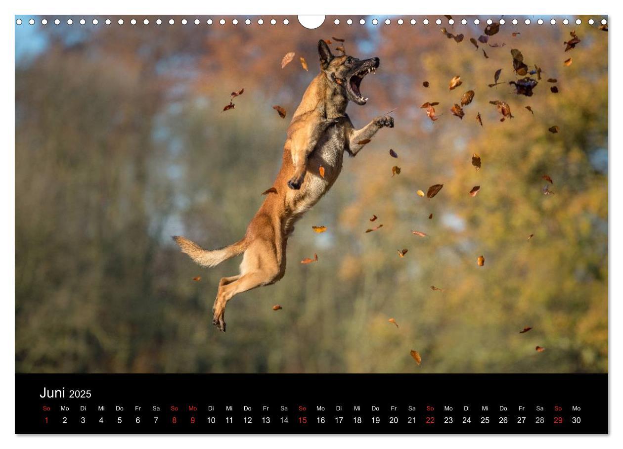 Bild: 9783435631445 | Belgischer Schäferhund - Der Malinois in Action (Wandkalender 2025...