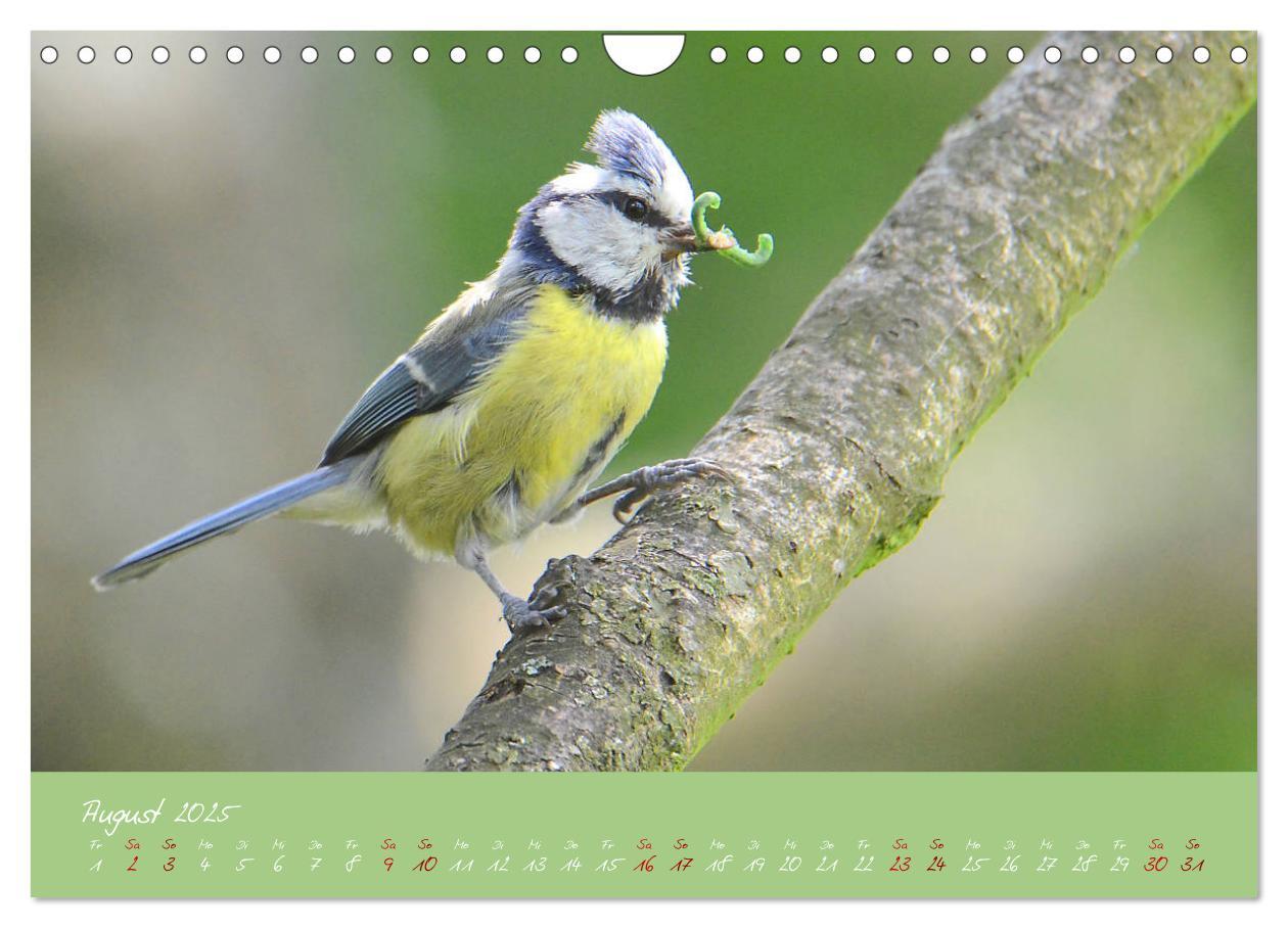 Bild: 9783435260041 | Die Blaumeise, Gast in unserem Garten (Wandkalender 2025 DIN A4...