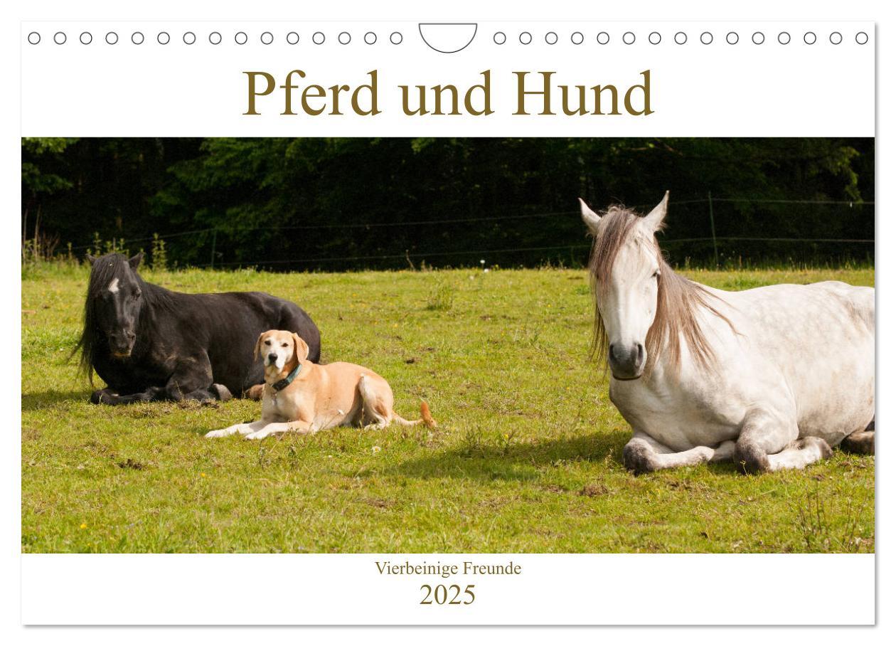 Cover: 9783435275182 | Pferd und Hund - Vierbeinige Freunde (Wandkalender 2025 DIN A4...