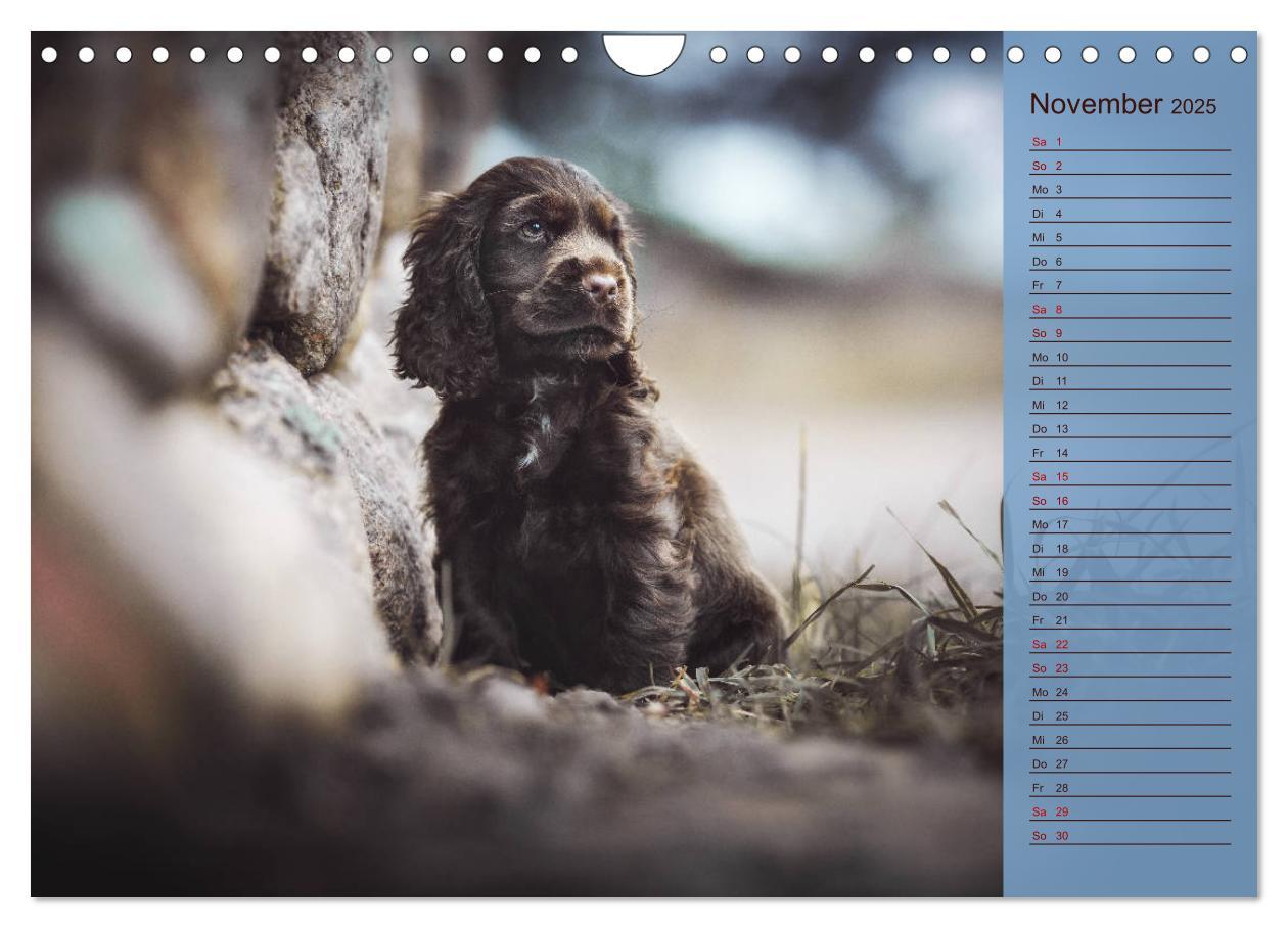 Bild: 9783435330980 | Englische Cocker Spaniel Welpen (Wandkalender 2025 DIN A4 quer),...