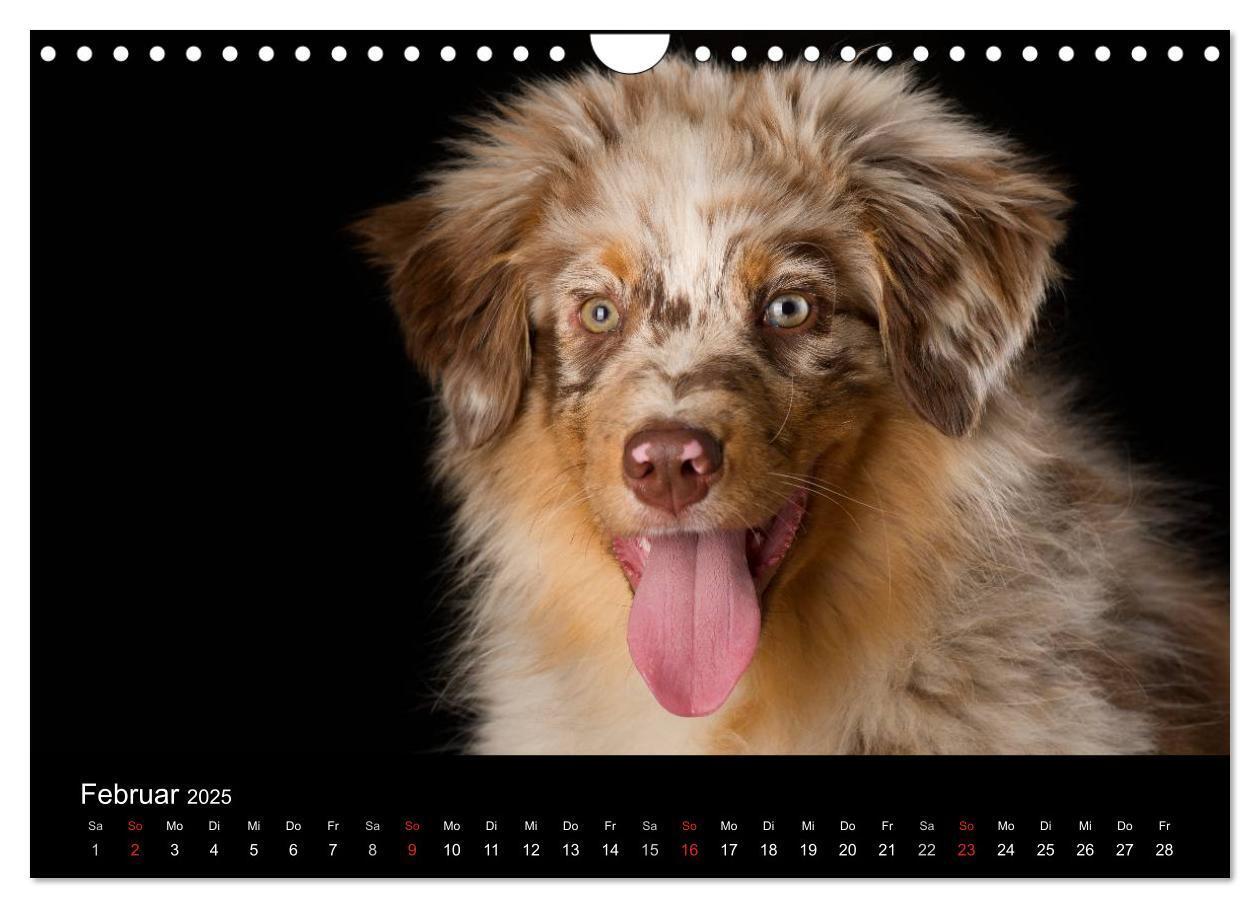 Bild: 9783435742691 | Dogs (Wandkalender 2025 DIN A4 quer), CALVENDO Monatskalender | Noack