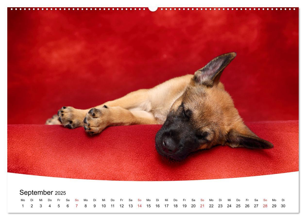 Bild: 9783435159338 | Süße Träume 2025 - schlafende Hundewelpen (Wandkalender 2025 DIN A2...