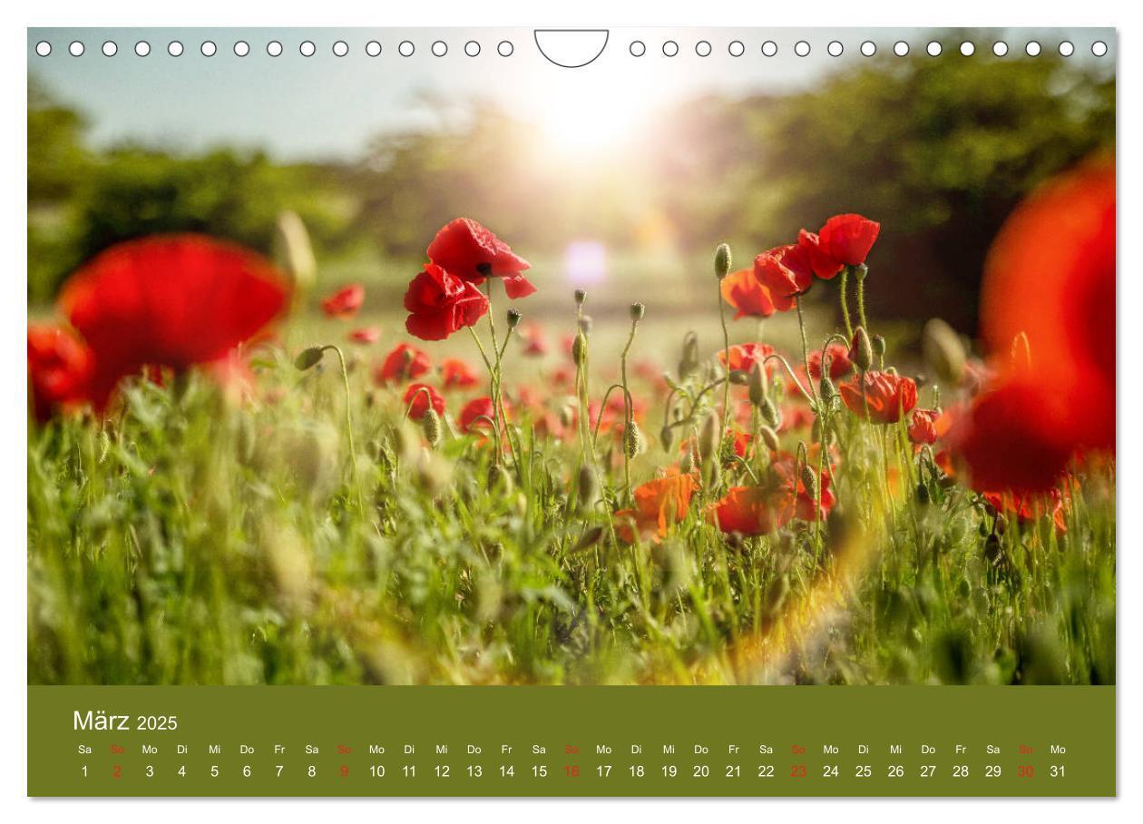 Bild: 9783435122967 | Mohnblumen Romantik (Wandkalender 2025 DIN A4 quer), CALVENDO...