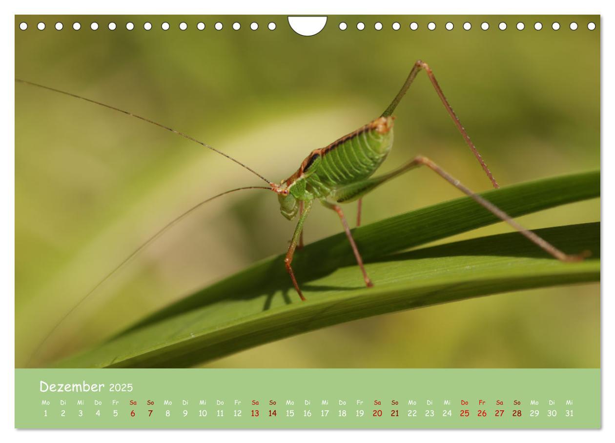 Bild: 9783435089192 | Insekten - Kleine Wunder (Wandkalender 2025 DIN A4 quer), CALVENDO...