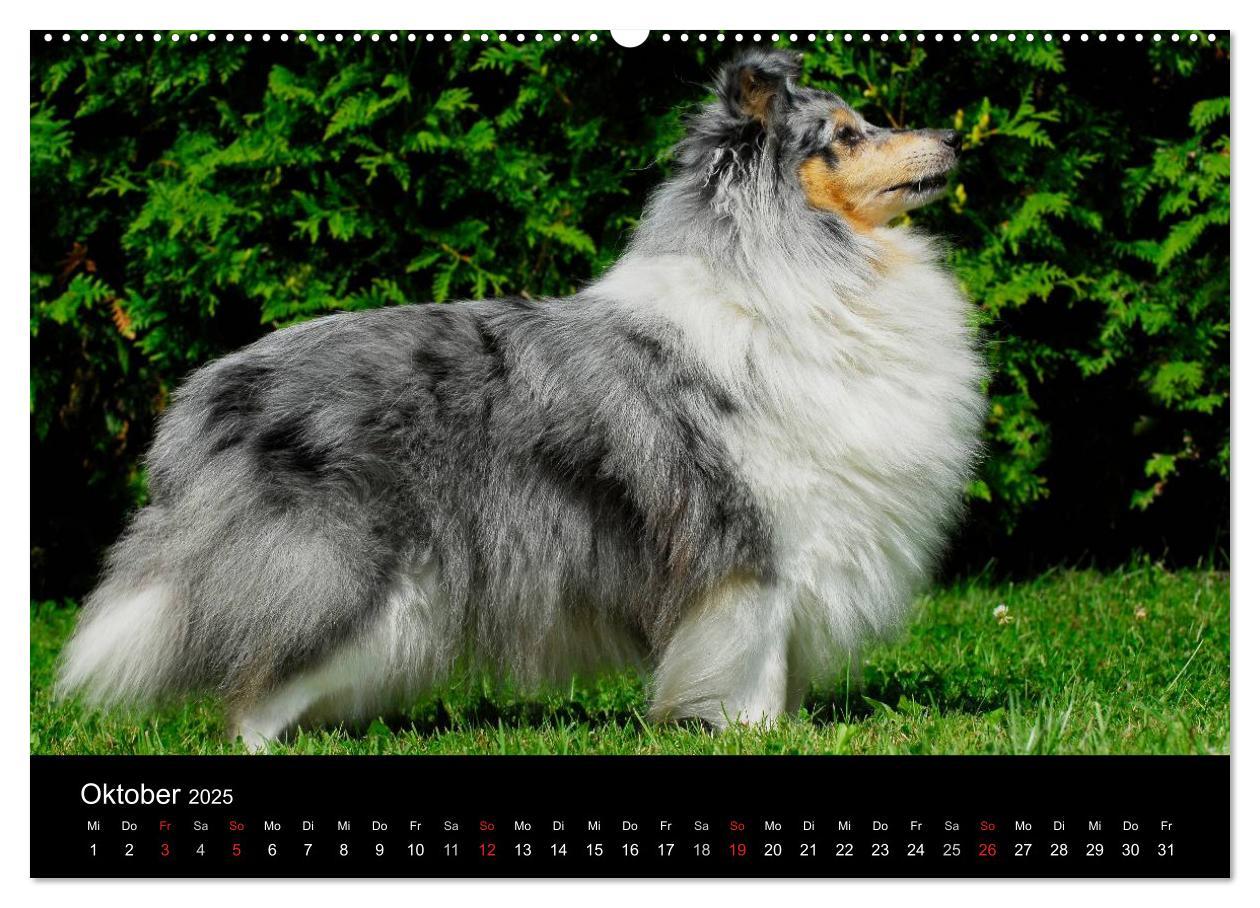 Bild: 9783435767892 | Sheltie 2025 (Wandkalender 2025 DIN A2 quer), CALVENDO Monatskalender