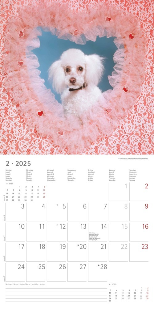 Bild: 4251732340810 | Alpha Edition - Funny Dogs 2025 Broschürenkalender, 30x30cm,...